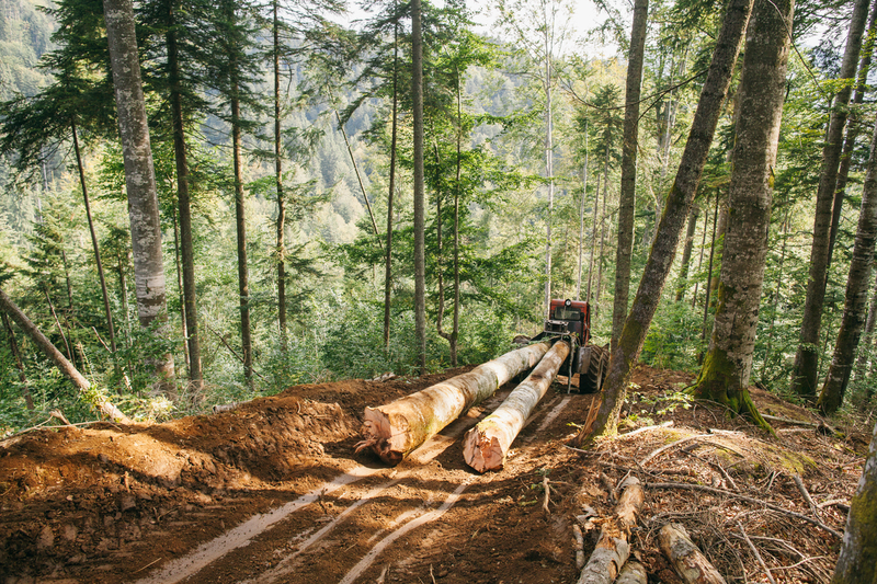 Illegal Logging in the Făgăraș Mountains in Romania