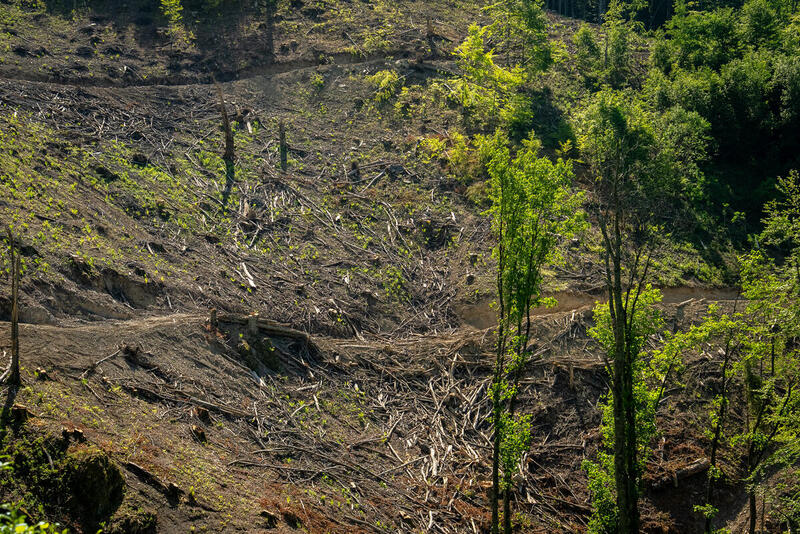 Background Photo of Clear-Cutting Investigations
Hintergrundfoto zu den Investitionen zu Kahlschlägen