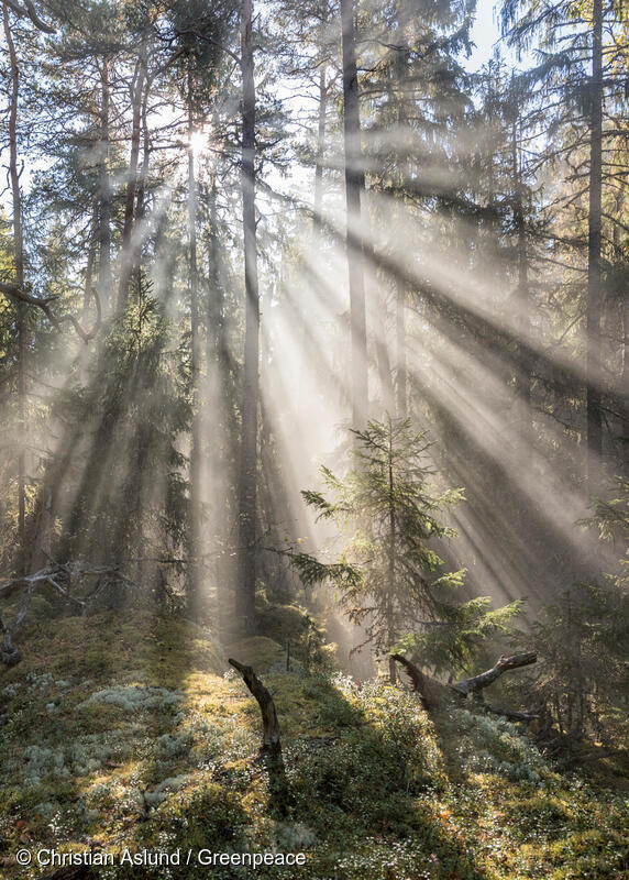 Fiby Urskog Nature Reserve in Sweden
