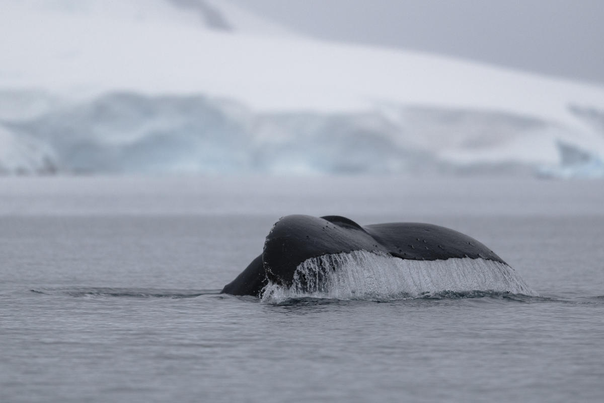 夏季以南極水域為家的座頭鯨，在1986年的商業捕鯨禁令後，近來數量已回復到捕鯨前的水準，對全球海洋守護者而言，是莫大的好消息。