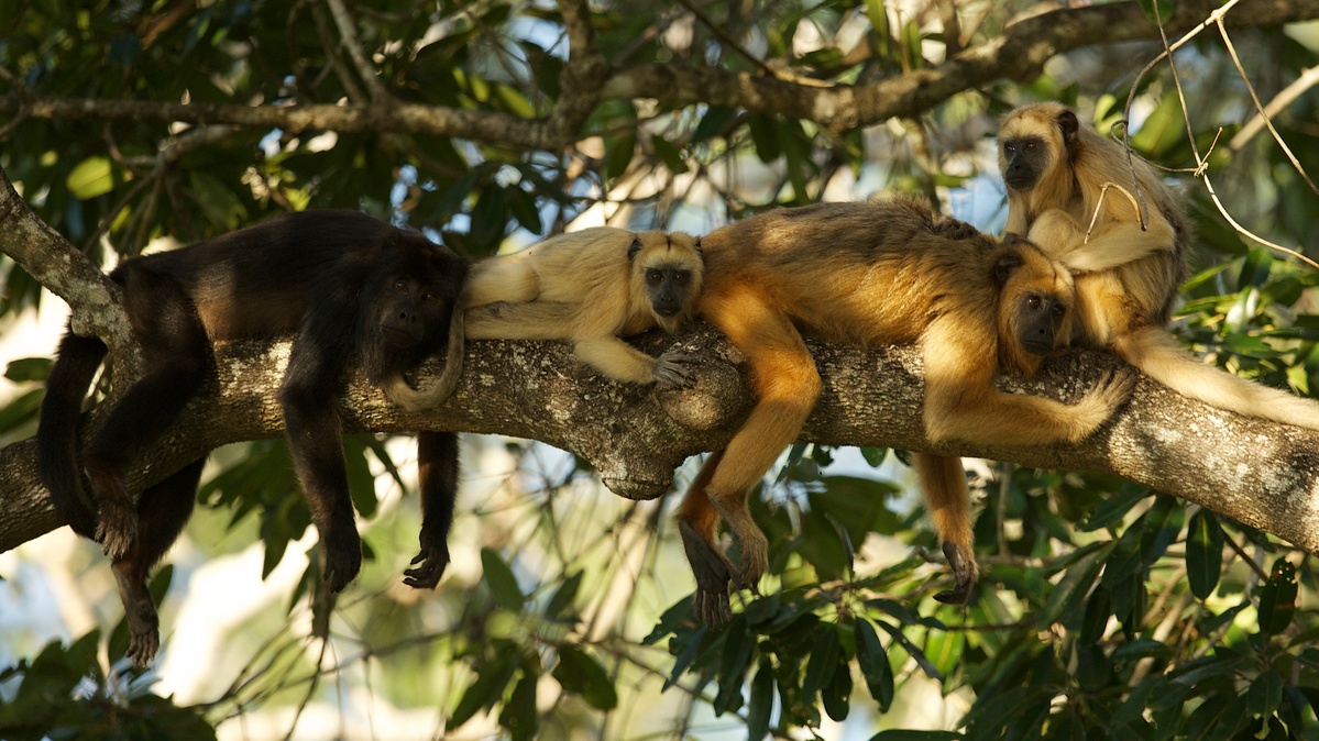 黑吼猴(Black Howler monkeys),新世界猴中體型最大的一類,牠們會發出宏亮的叫聲,可在森林中傳達至3公里遠,現屬於瀕危物種。
