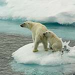 全球暖化加劇「北極放大」效應，北極熊將無家可歸