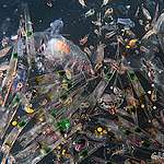 綠色和平在地中海中部海域收集到的浮游生物樣本