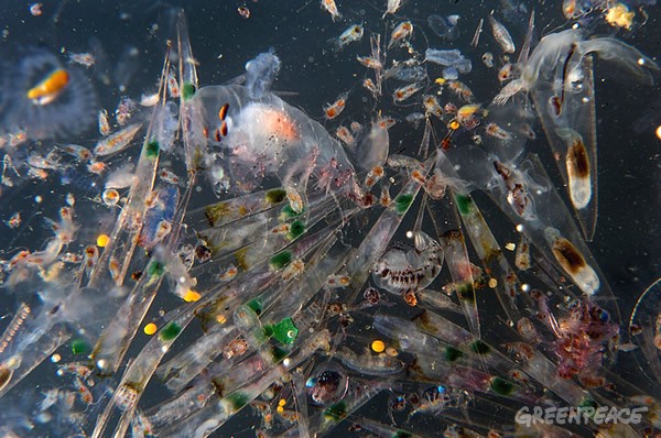 綠色和平在地中海中部海域收集到的浮游生物樣本
