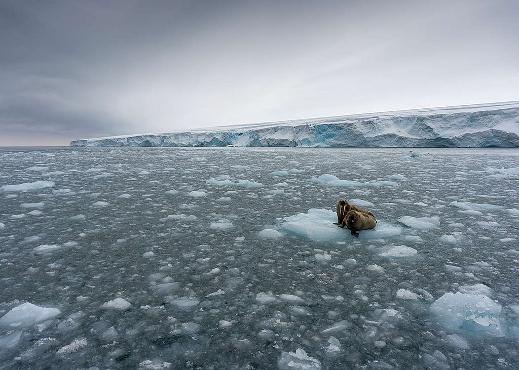 兩隻海象依偎在斯瓦爾巴群島中白島（Kvitøya）前的浮冰上。
