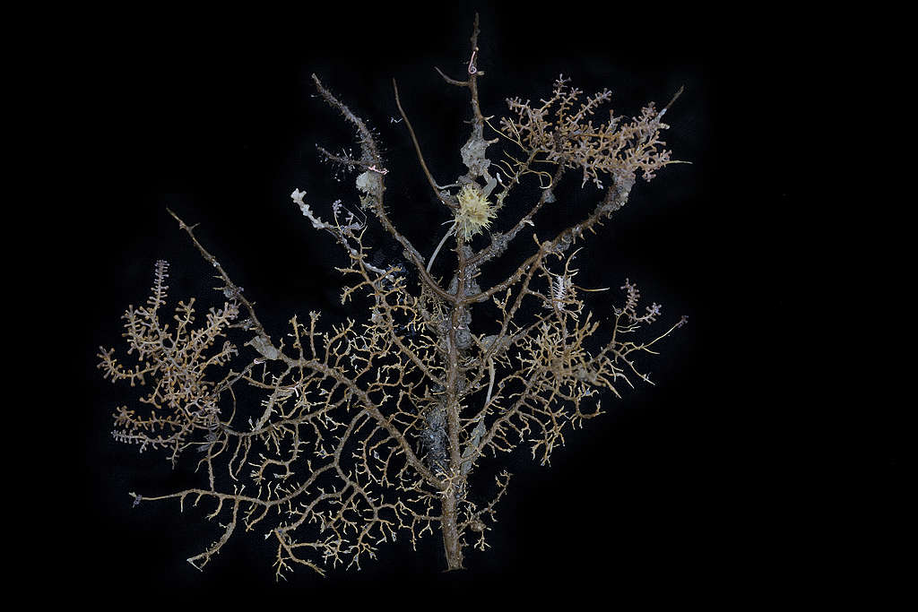 即使柳珊瑚死亡，其骨架仍是息肉珊瑚、玻璃海棉、等足蟲的護蔭。