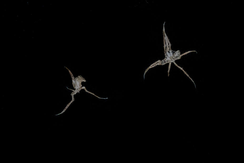 「海蜘蛛」（Pycnogonid Sea Spider）身處勒庫安特島附近 560公 尺海底，伸展長度約 6 公釐。