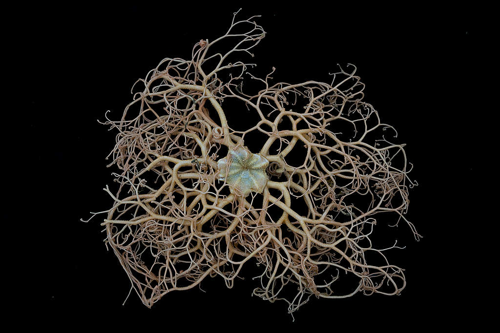 「智利籃星筐蛇尾」（Gorgonocephalus chilensis basket star）於南極半島傑拉許海峽的勒庫安特島（Lecointe Island, Gerlache Strait）附近約 570公尺海底發現，為「脆弱海洋生態系統」指標。