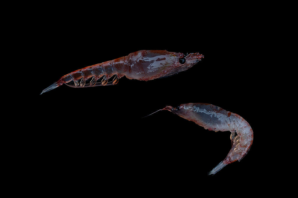 磷蝦（Krill, Euphausia Superba）身長最大可到 6 公分，是南極食物鏈的重要底層結構，「養活」魚類、鯨魚、海豹、企鵝、信天翁、海鳥以至無脊椎動物。