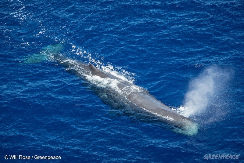 A sperm whale is spotted during a helicopter search flight.The Greenpeace ship Esperanza has launched an expedition in the Indian Ocean to peacefully tackle unsustainable fishing. With some tuna stocks in the Indian Ocean, such as Yellowfin, on the brink of collapse due to overfishing, the expedition is exposing destructive fishing methods which contribute to overfishing and harm a range of marine life including sharks and juvenile tuna.