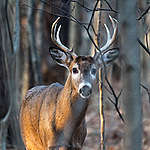 White-tailed Deer in Canadian Boreal Forest. © Dave Taylor / Greenpeace