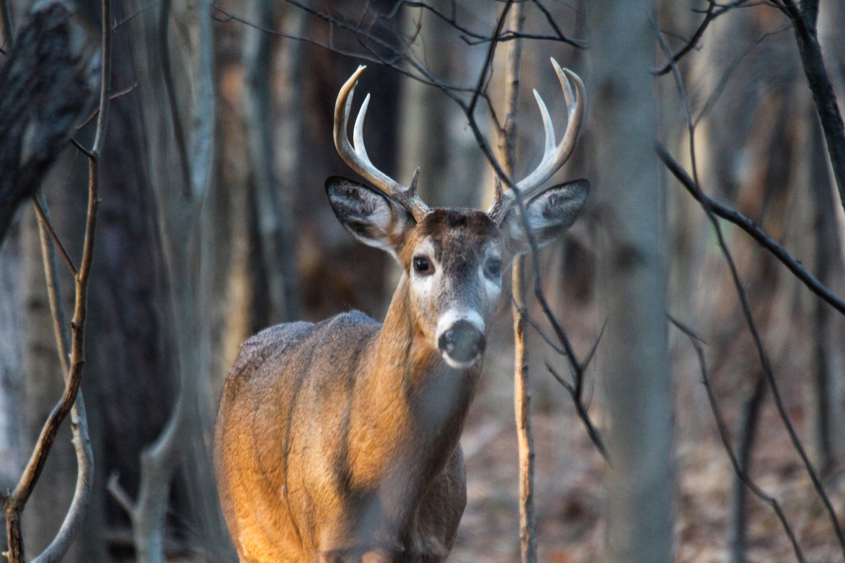 White-tailed Deer in Canadian Boreal Forest. © Dave Taylor / Greenpeace