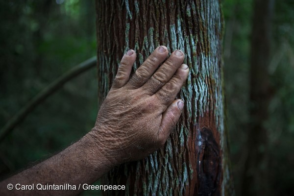 Rio Tapajós. A Comunidade Maguary fica próxima a Alter do Chão, no Rio Tapajós, no Pará. Essa comunidade é parte da Flona, a Floresta Nacional do Tapajós, e vive através do extrativismo e da adequação ao turismo. Santarém, Pará. 24/10/2014. Foto: Carol Quintanilha/Greenpeace.Tapajós river. Maguary Community is near Alter do Chão district, by Tapajós river, in Pará state. This community is part of Flona - Tapajós National Forest, and survives through extractivism and tourism. Santarém, Pará, Brazil. 24/10/2014. Photo: Carol Quintanilha/Greenpeace.