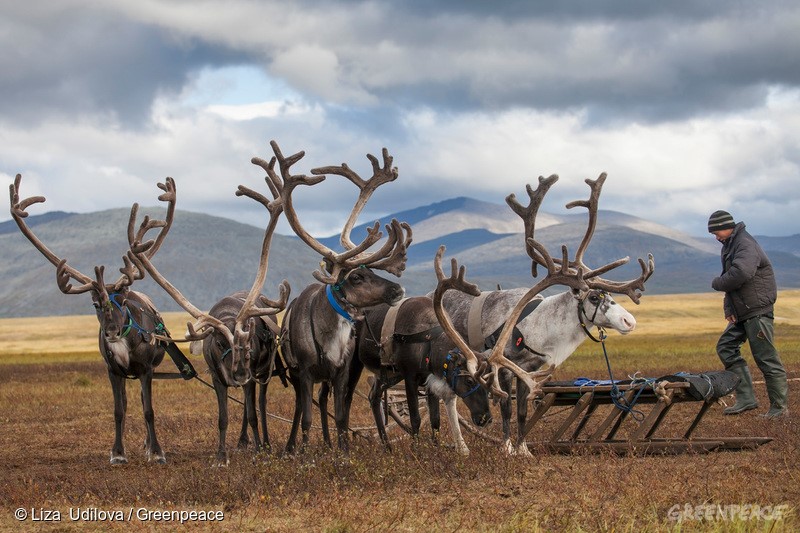 馴鹿是涅涅茨（Nenets）原住民族的唯一命脈