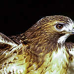 Broad-winged Hawk in Canadian Boreal Forest. © Dave Taylor / Greenpeace