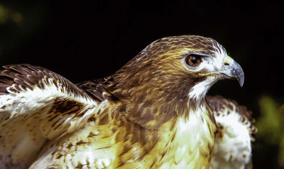 Broad-winged Hawk in Canadian Boreal Forest. © Dave Taylor / Greenpeace