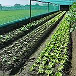 有機農產品比傳統農產品來得安全或健康？