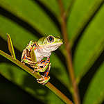 Phyllomedusa oreades in Brazil. © Andre Dib