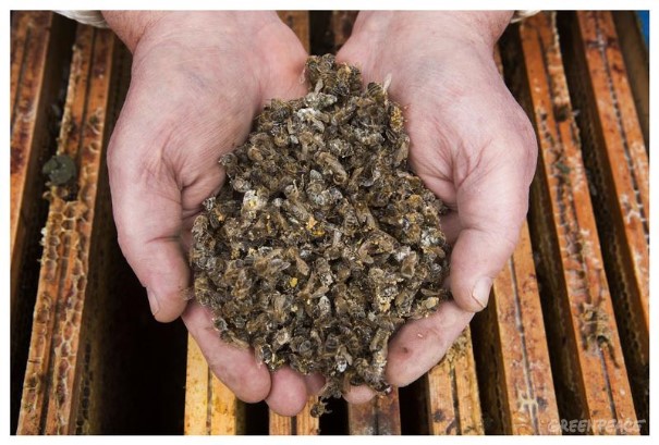 越來越多蜜蜂集體死亡的狀況發生，如果沒有蜜蜂，整個生態系統會崩解，農業和糧食產量也都會短缺。