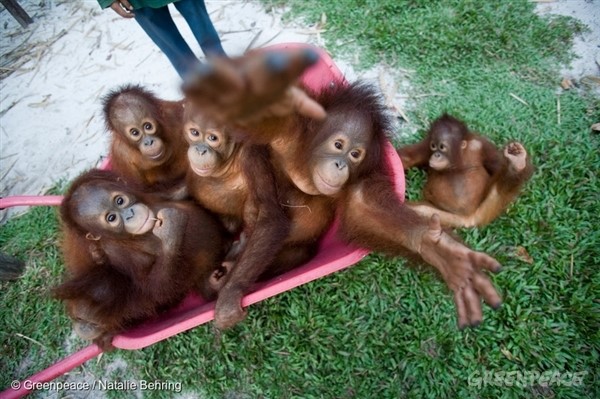 救援中心的年幼紅毛猩猩們