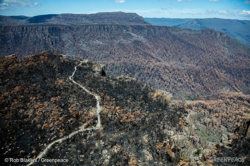 Burnt alpine vegetation including pencil pines, Lake Mackenzie region, Tasmanian Wilderness World Heritage Area.