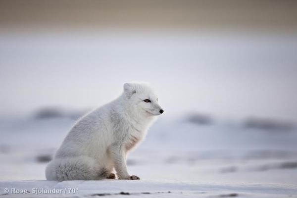 美麗的北極狐