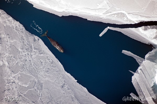 對北極虎視眈眈的，不只有石油公司。今年，隨著北極海冰進一步融化，來自工業化捕撈的威脅與日俱增，「拖網捕魚」等破壞性漁法，嚴重影響北極海洋生態
