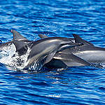 Spinner Dolphins in Sri Lanka