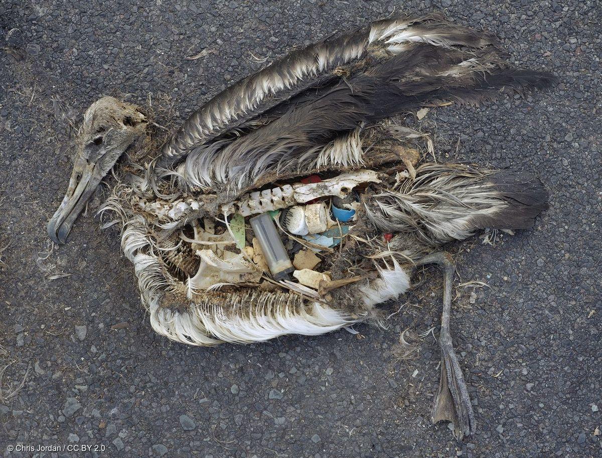 死亡的信天翁幼鳥，體內滿滿是塑膠。