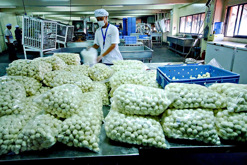 Fish Processing Plant in the Philippines. © Veejay Villafranca / Greenpeace