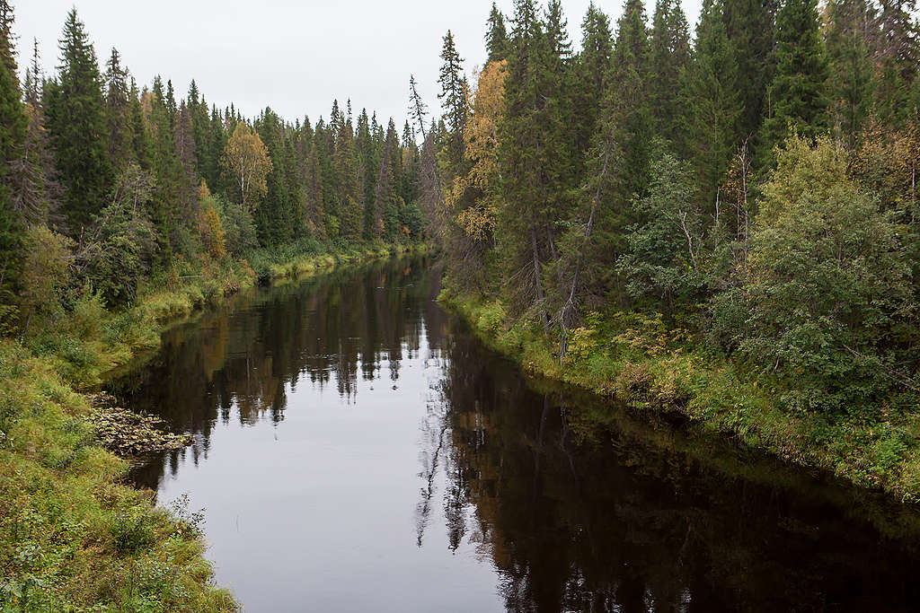 俄羅斯的德溫斯基森林是古老原始的寒帶針葉林。