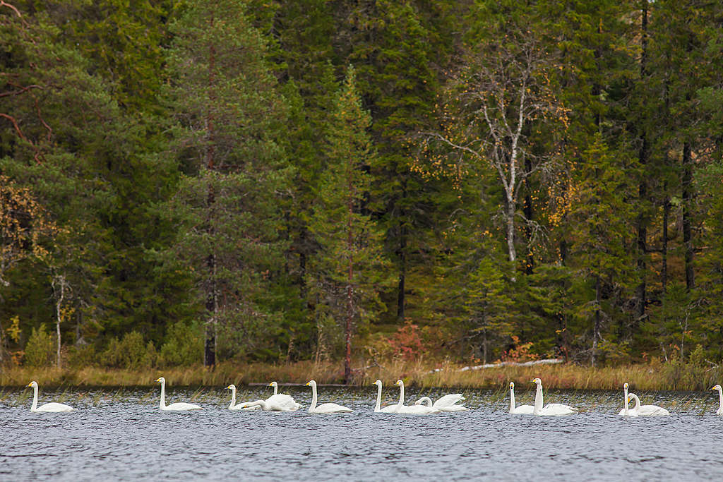 德溫斯基森林湖裡的黃嘴天鵝(Whooper Swan)。