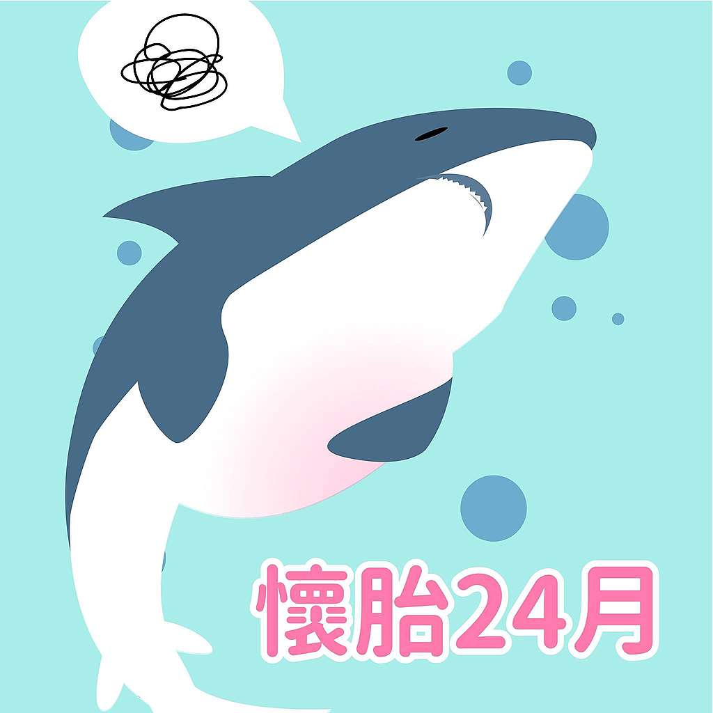 鯊魚趣味小知識:懷胎24個月?以魚類來說,鯊魚是繁衍能力較弱的物種,生產前要懷孕兩年,比鯨魚或大象都還要長。有些小鯊魚在媽媽肚子裡時還會吃掉其他手足,爭取被生下來、存活的機會。