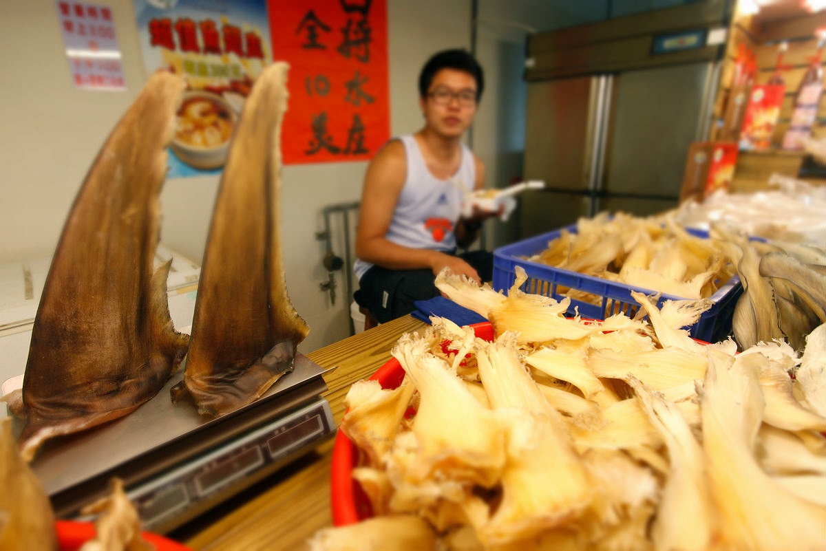 shark fins in fish market