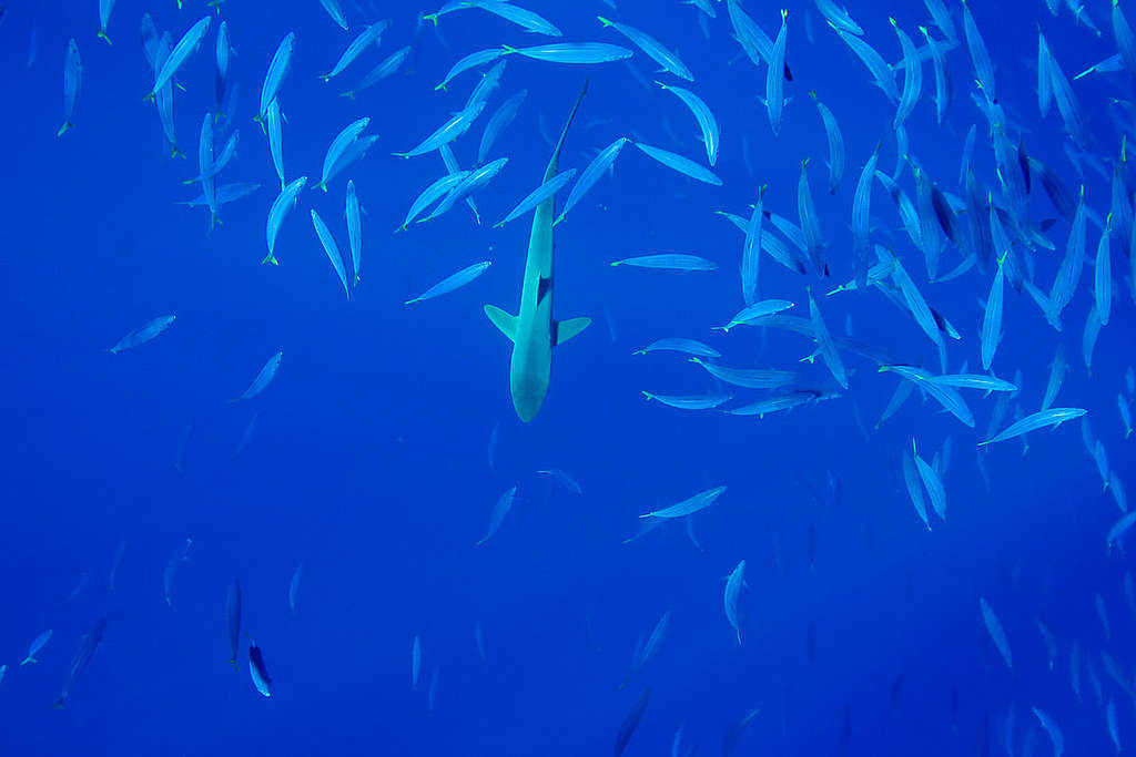 太平洋的鯊魚和魚群 © Alex Hofford / Greenpeace