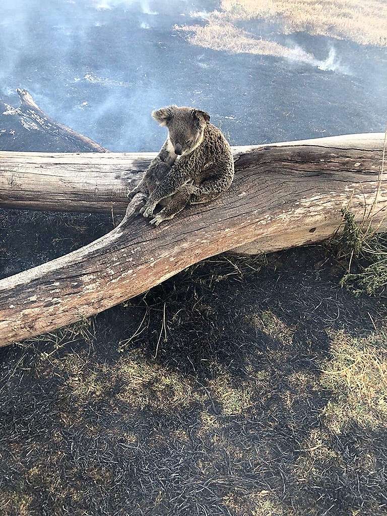 近4億動物因澳洲大火燒死，或失去棲息地與食物而喪生。