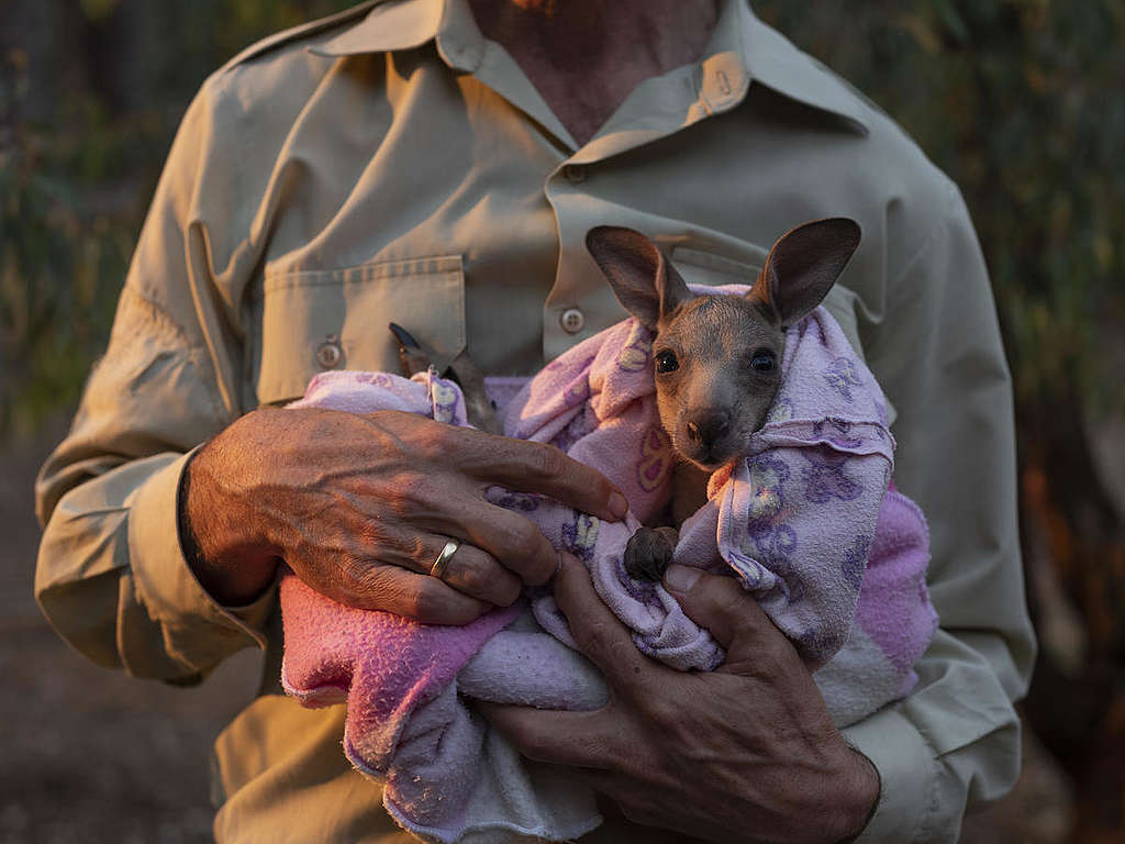 Kangaloola野生動物庇護所成員Chris Lehmann懷裡的小袋鼠名叫Smokey（小煙），是此次澳洲大火的倖存者之一。