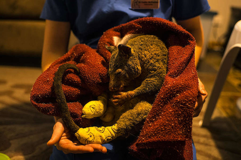 一隻從大火中倖存的負鼠（possum）受澳洲獸醫治療灼傷。