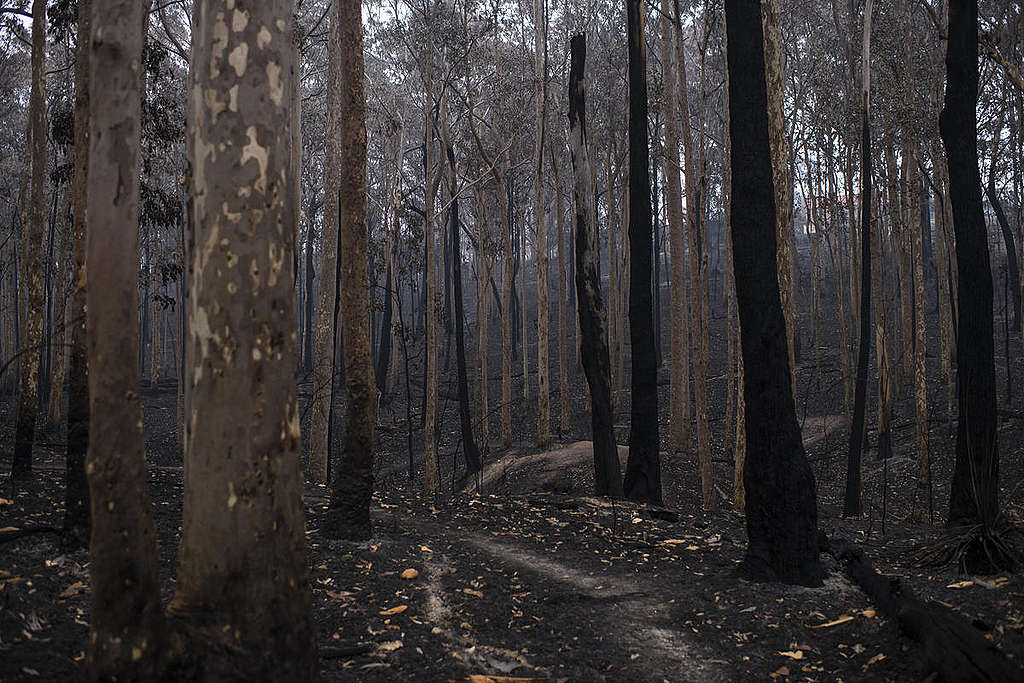 澳洲新南威爾斯叢林大火災後景況。