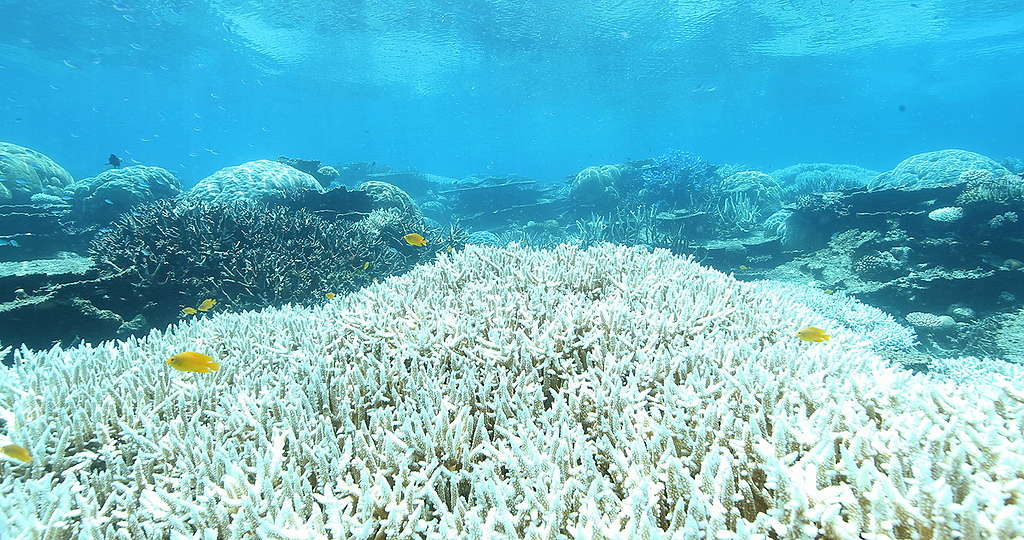 大堡礁因海水氣溫上升，已造成大面積珊瑚白化。