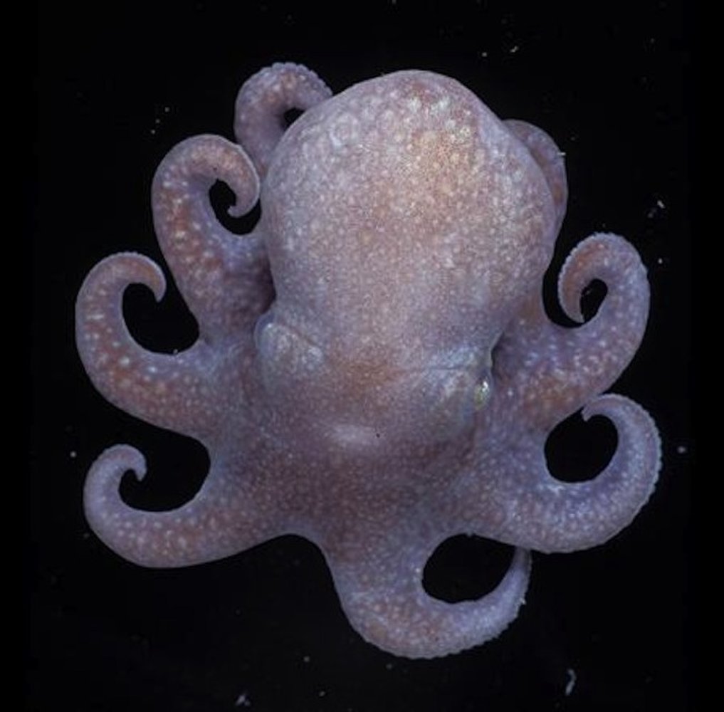 南極小章魚除了有8隻腳，還有3顆心臟。