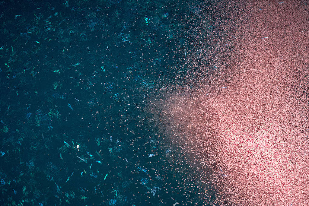 磷蝦群靠近海面時，就像一片粉紅色雲朵飄在海上。