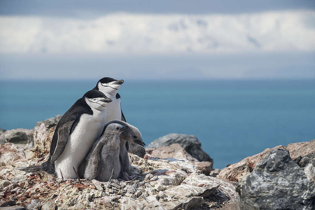 Chinstrap Penguins in Antarctica. © Christian Åslund / Greenpeace
