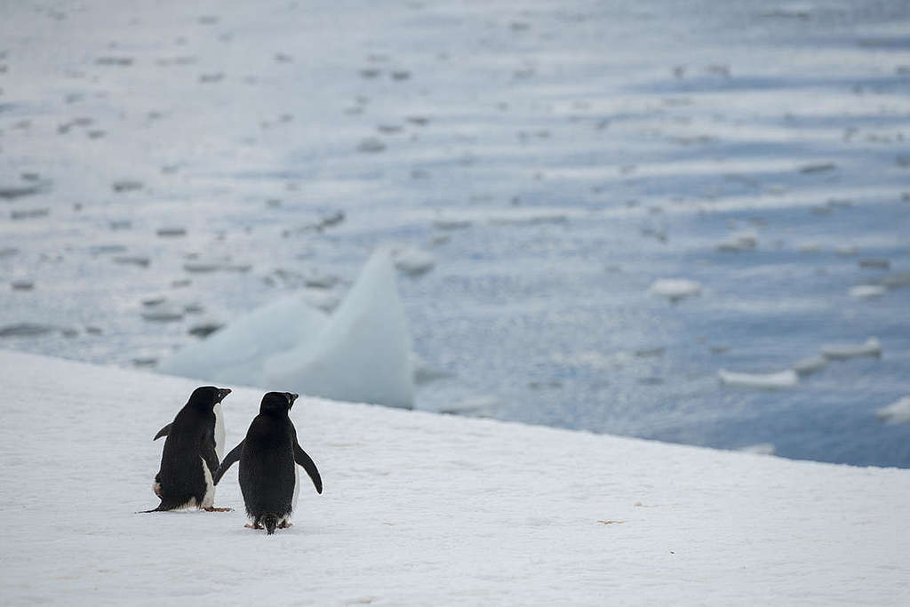 住在南極的阿德利企鵝，會送美麗石頭表達愛意。