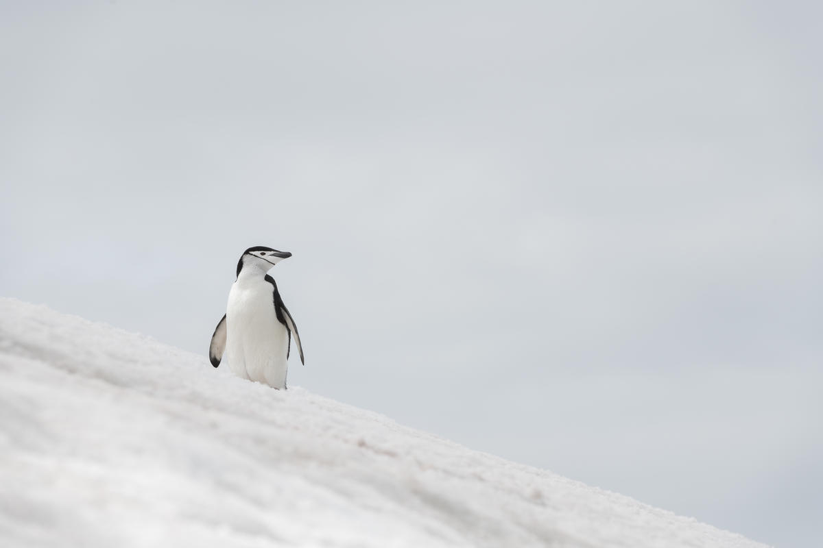 Penguin in Antarctica. © Christian Åslund / Greenpeace