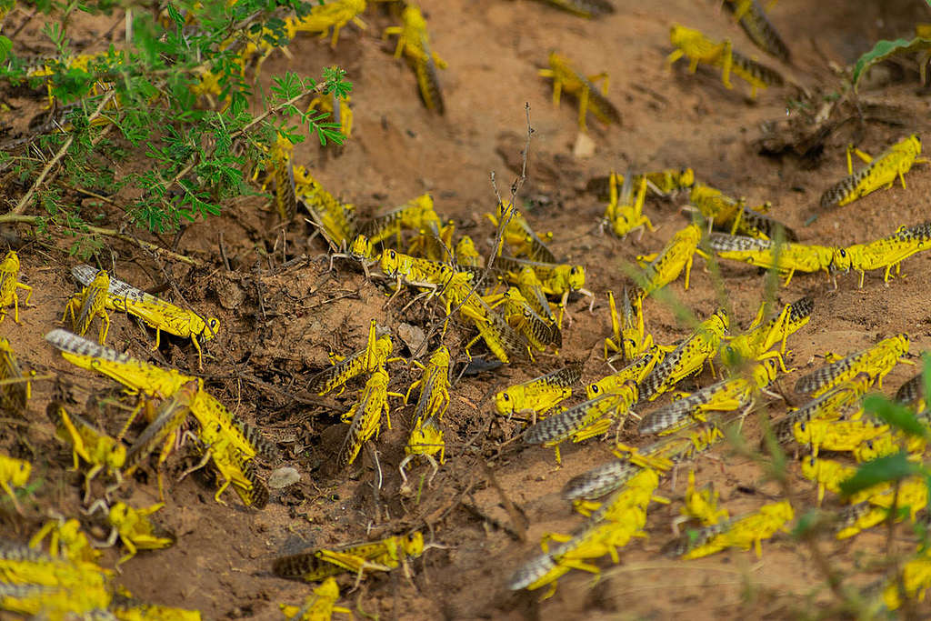 氣候變遷引發的暴雨，為沙漠蝗蟲創造繁殖的沃土，使蟲害一發不可收拾。