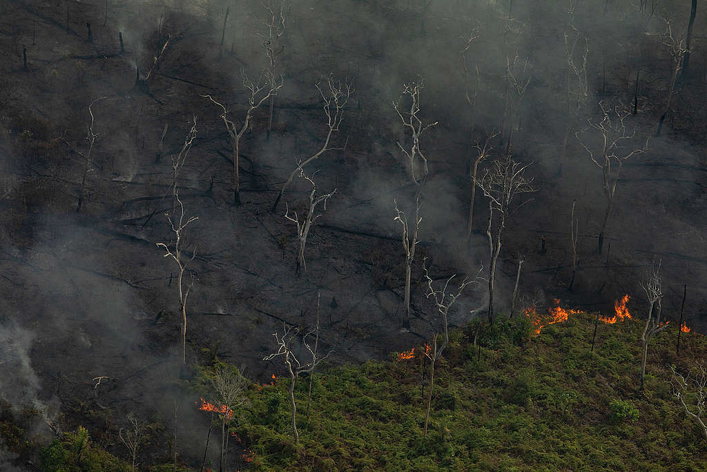 森林火災與砍伐的作業密不可分，為開發土地種植大豆或飼養牛隻，農業企業焚燒清空樹林，遇上助長火勢的旱季，大火就一發不可收拾。