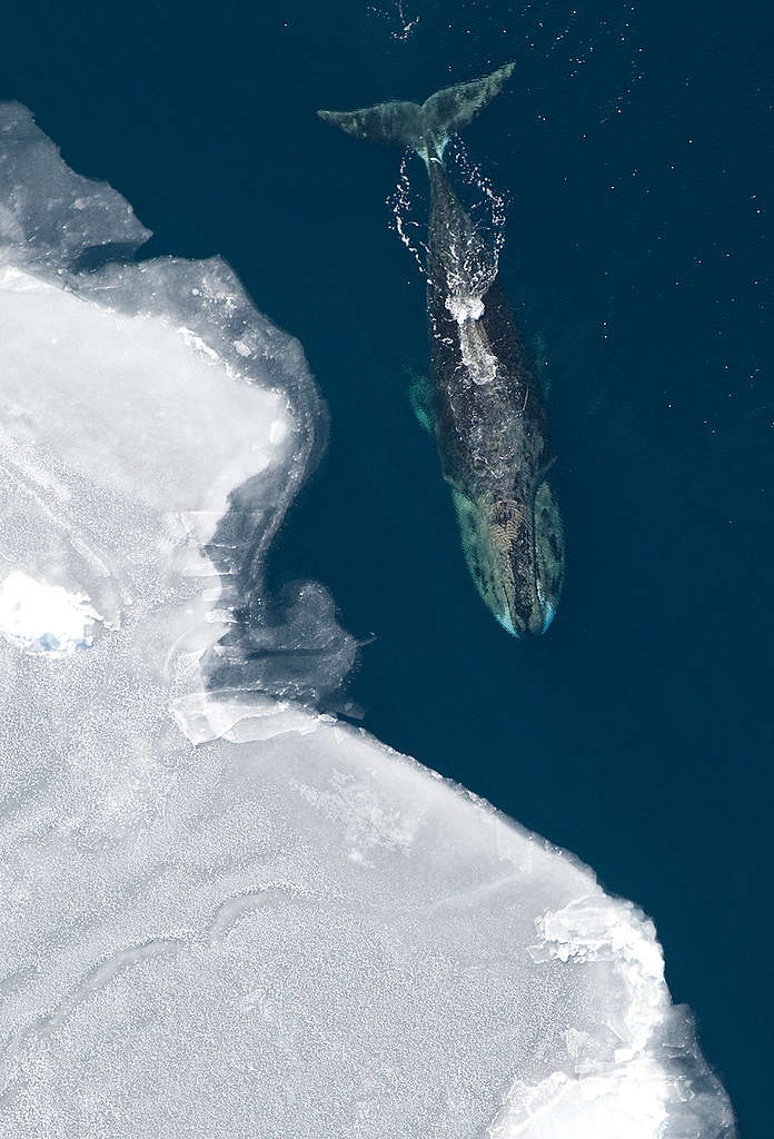 北極海域的弓頭鯨。