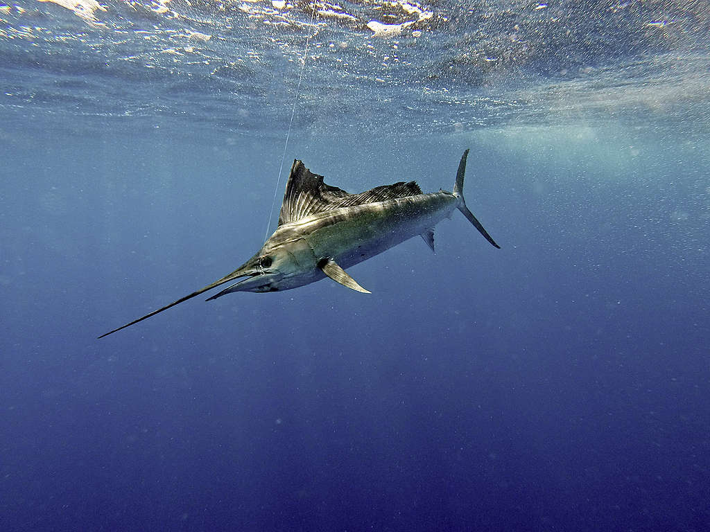 旗魚在海中移動速度非常快,最高可達時數109公里。