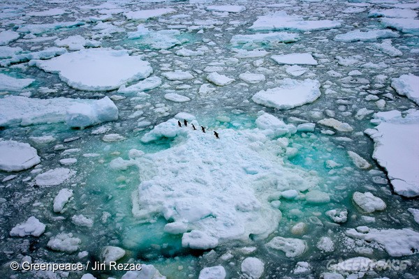南極生態豐富，卻被各國政府企業爭奪資源。